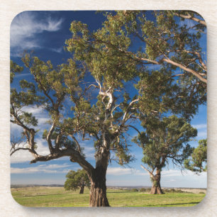 Dessous-de-verre Australie, vallée de Barossa, Mont Pleasant