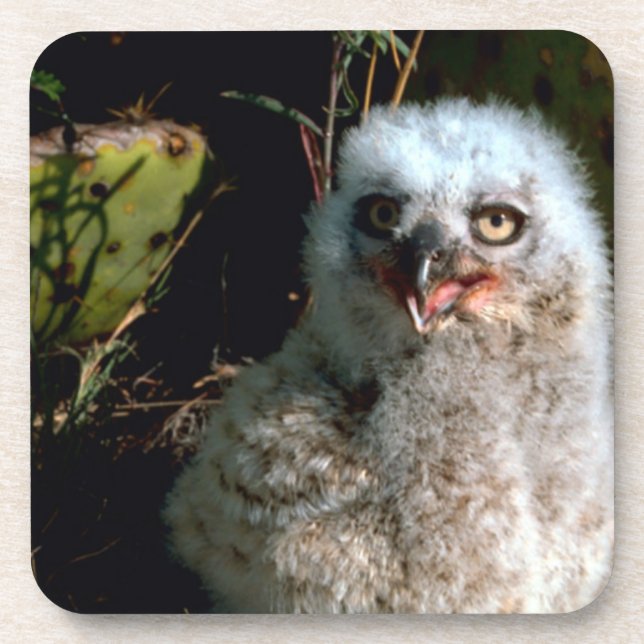 Dessous-de-verre Baby Great Horned Owl (Devant)