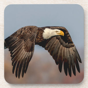Dessous-de-verre Bald Eagle en vol