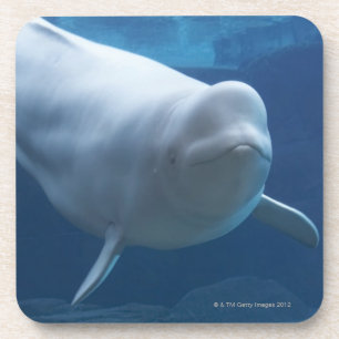 Dessous-de-verre Baleine de beluga (leucas de Delphinapterus)