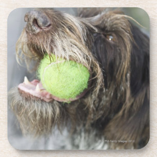 Dessous-de-verre Balle de tennis acérée de chien d'indicateur, plan