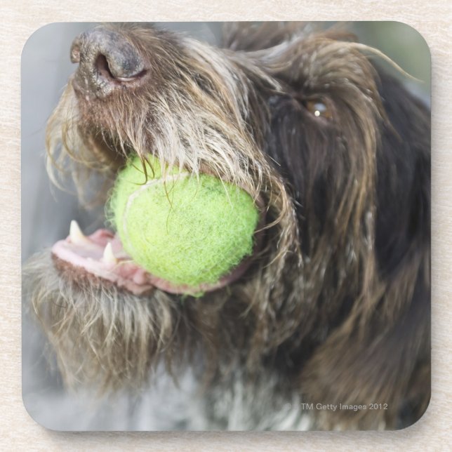 Dessous-de-verre Balle de tennis acérée de chien d'indicateur, plan (Devant)
