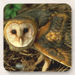 Dessous-de-verre Barn Owl