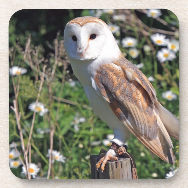 Dessous-de-verre Barn Owl (Devant)