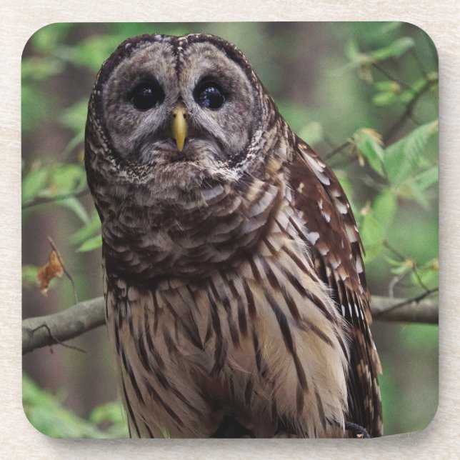 Dessous-de-verre Barred Owl Beverage Coaster (Devant)