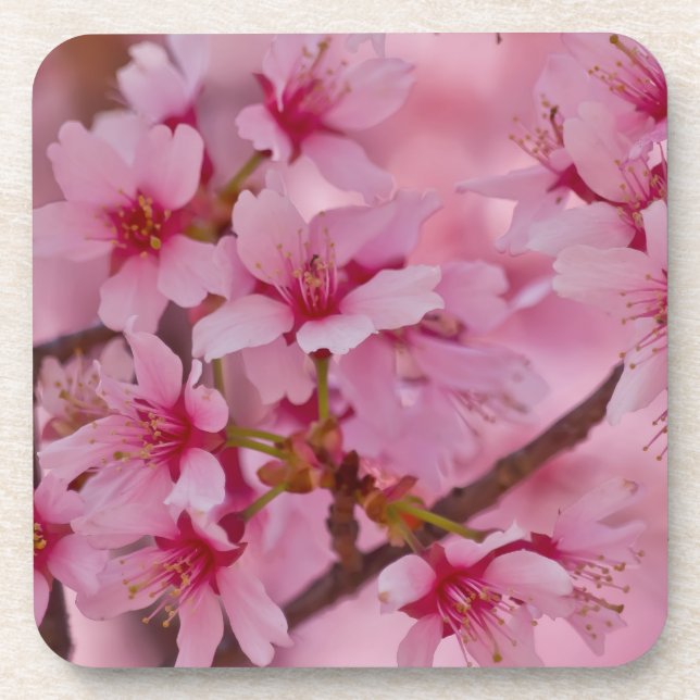 Dessous-de-verre Bathed in Pink Japanese Cherry (Devant)