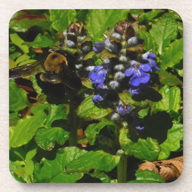 Dessous-de-verre Baume d'abeille pourpre et bourdon (Devant)