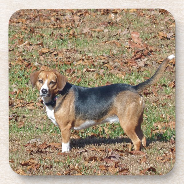 Dessous-de-verre Beagle (Devant)