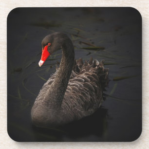 Dessous-de-verre Beau cygne noir avec un bec rouge vif