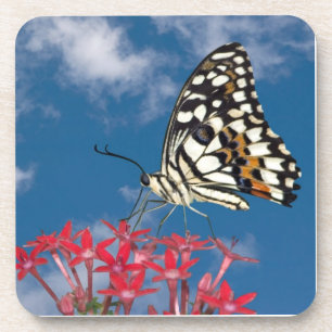 Dessous-de-verre Beau Papillon