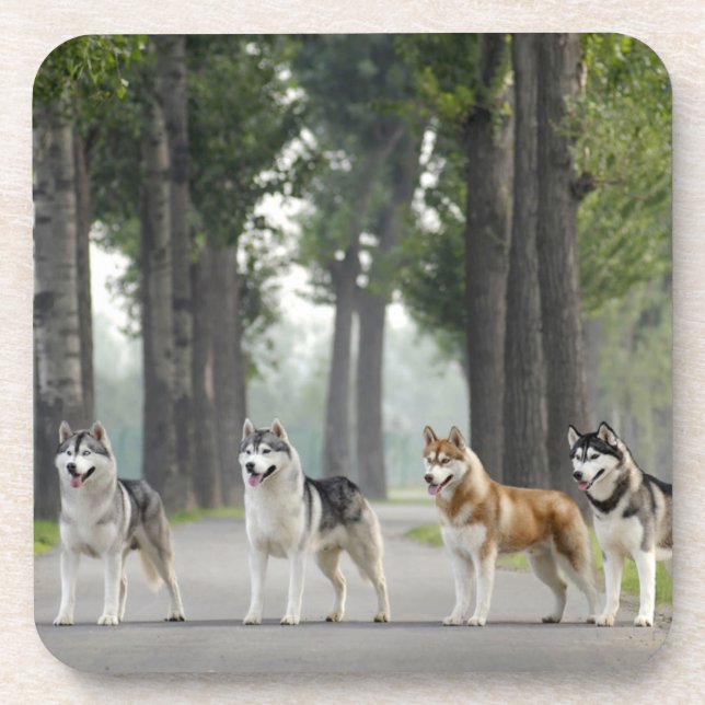 Dessous-de-verre Beautiful Husky Dogs on Nature Trail (Devant)