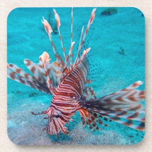 Dessous-de-verre Beaux poissons rouges de lion