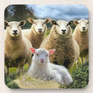 Dessous-de-verre Bébé agneau mouton troupeau troupeau troupeau