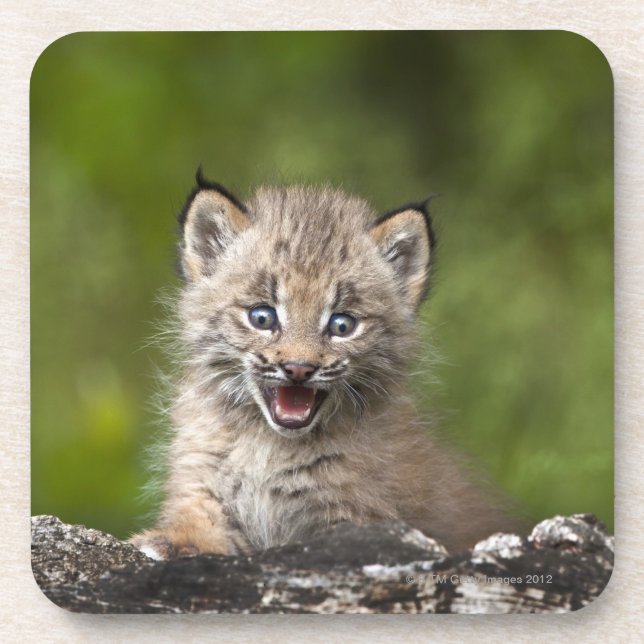 Dessous-de-verre Bébé Lynx (Lynx Canadensis) regardant au-dessus (Devant)