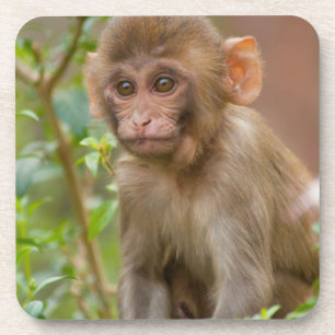 Dessous-de-verre Bébé macaque rhésus, Temple du singe, Jaipur
