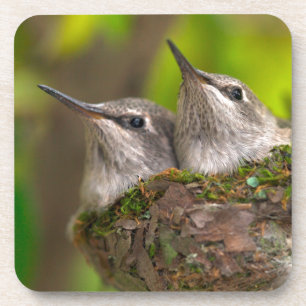 Dessous-de-verre Bébés colibris