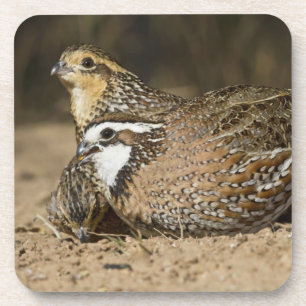 Dessous-de-verre Bébés de caille nordique Bobwhite à l'étang pour b