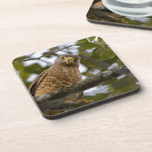 Dessous-de-verre Belizean Road Watch : Hawk Print