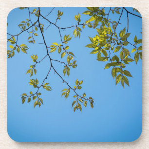 Dessous-de-verre belle branche avec serrure feuille verte et jaune