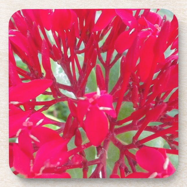 Dessous-de-verre Belle fleur de sang Milkweed Art Imprimer/Graphiqu (Devant)