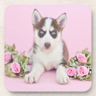 Dessous-de-verre Belle marionnette Husky aux roses roses roses