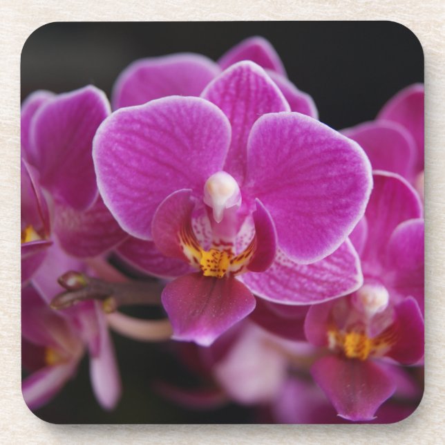 Dessous-de-verre Belle Orchidée rose Phalaenopsis florissante (Devant)