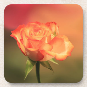 Dessous-de-verre Belle photographie de rose romantique