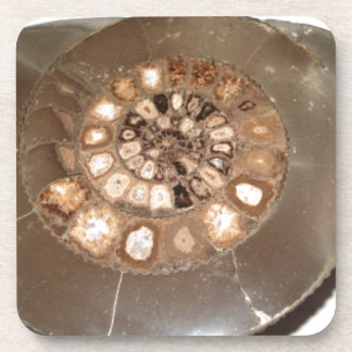 Dessous-de-verre Belle section Dactylioceras ammnite fossile