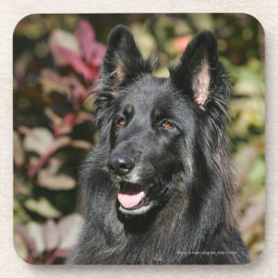 Dessous-de-verre Berger allemand aux cheveux longs noir