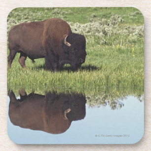 Dessous-de-verre Bison (bison de bison) sur le pré herbeux
