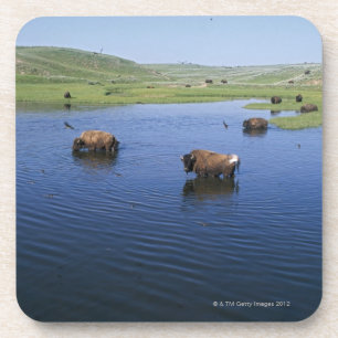 Dessous-de-verre Bison dans l'eau avec de nombreuses hirondelles de