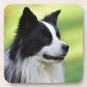 Dessous-de-verre Black and White Border Collie Dog