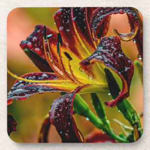 Dessous-de-verre "Black Plush" Daylily