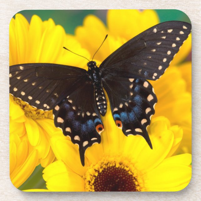 Dessous-de-verre Black Swallowtail (Devant)