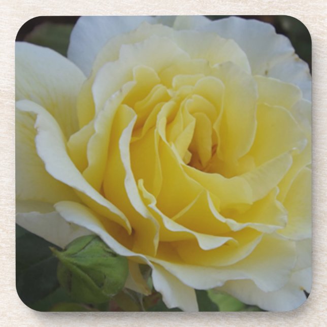 Dessous de verre blancs et jaunes (Devant)