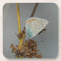 Bleu blanc orange avec points noirs Papillon