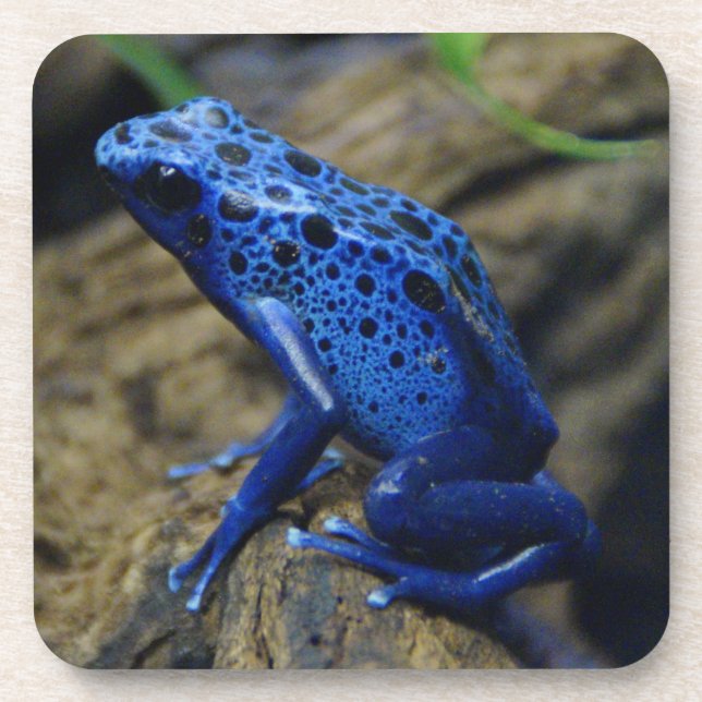 Dessous-de-verre Bleu et noir Poison Pâte de grenouille Beverage Co (Devant)