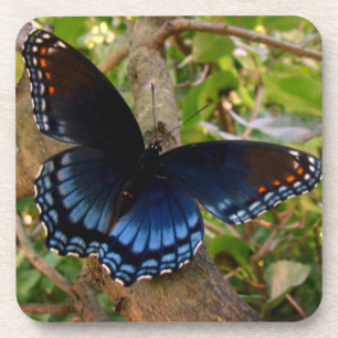 Dessous-de-verre Bleu et noir Swallowtail dans l'Ohio Garden