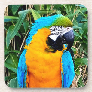 Dessous-de-verre Blue and Yellow Macaw Parrot