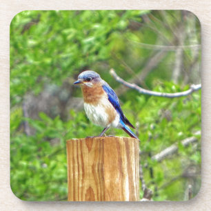 Dessous-de-verre Bluebird sur un poteau de clôture