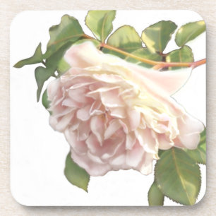 Dessous-de-verre Blushing Ivory Peach Rose