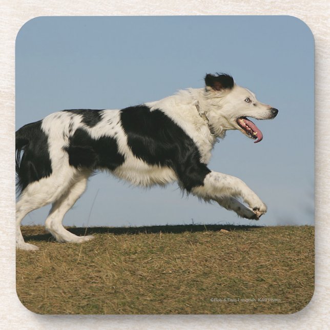 Dessous-de-verre Border collie courant 2 (Devant)