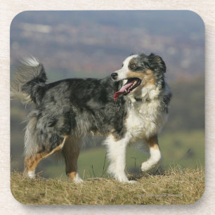 Dessous-de-verre Border collie haletant 2