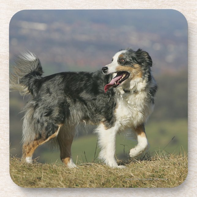 Dessous-de-verre Border collie haletant 2 (Devant)