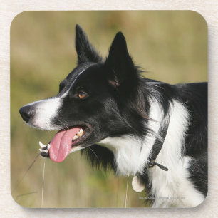 Dessous-de-verre Border collie haletant le Headshot 2