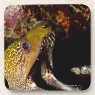 Dessous-de-verre Bouche de baîllement et de intimidation d'un