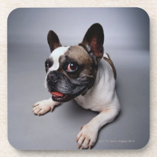 Dessous-de-verre Bouledogue français