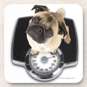 Dessous-de-verre Bouledogue français sur des échelles regardant