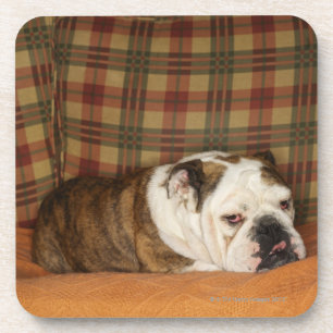 Dessous-de-verre bouledogue se trouvant sur un sofa
