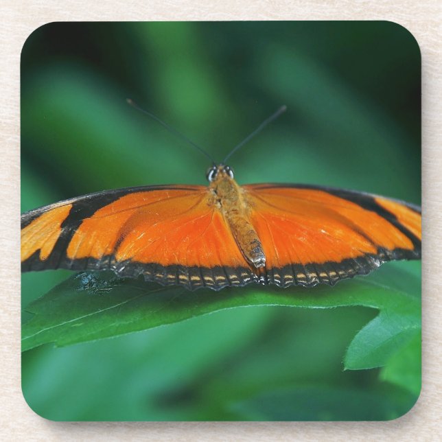 Dessous-de-verre Bright Orange and Black Butterfly on Leaf (Devant)